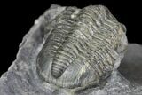 Detailed Gerastos Trilobite Fossil - Morocco #145764-5